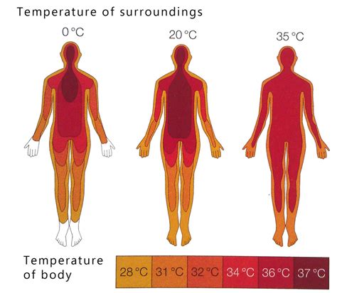 what generates heat in the human body